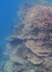 Hard corals on Lady Musgrave pinnacle